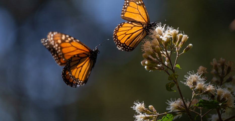 #Mariposa-Monarca-y-Agangeo | #TregoViajes