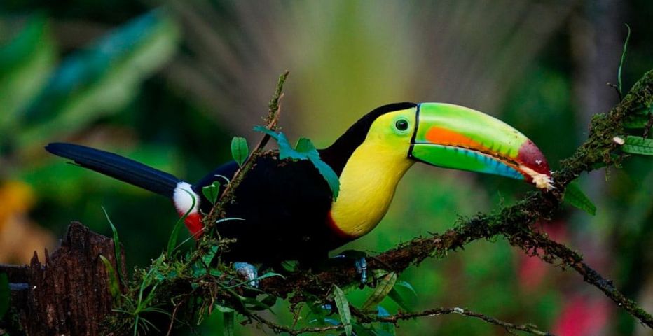 Costa Rica Sensacional | #Tregoviajes