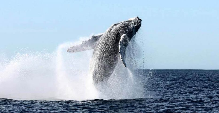 Bellezas Naturales con Ballenas 2025 | #TregoViajes
